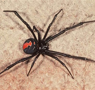 Animal de Poder Aranha  Medicina e Significado do Arquétipo